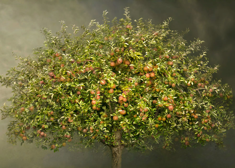 Irene Küng Foto Irene Kung Photo Apple tree