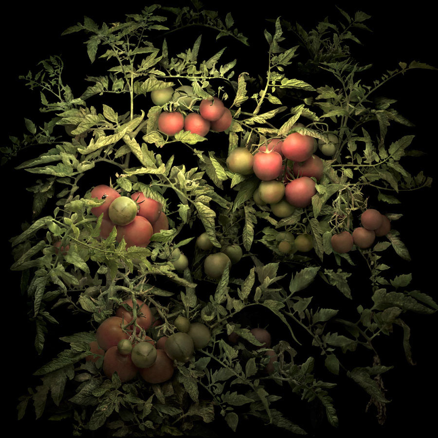 Irene Küng Foto Irene Kung Photo tomatoes