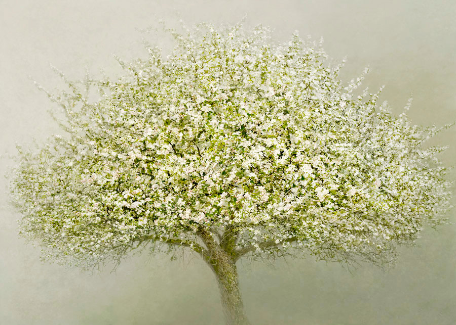 Irene Küng Foto Irene Kung Photo Apple Tree