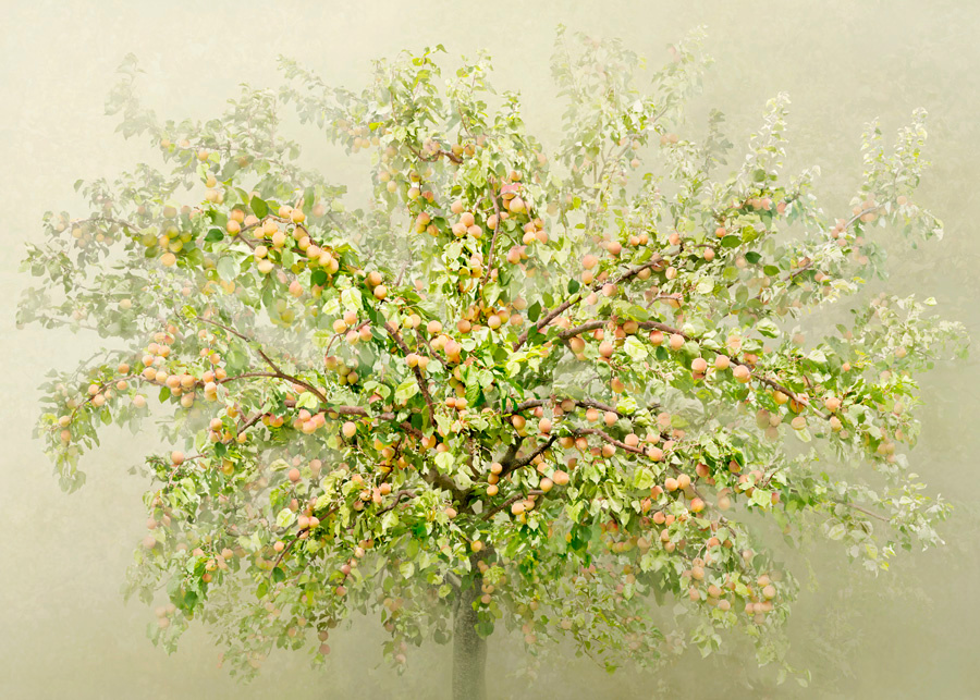 Irene Küng Foto Irene Kung Photo Tree Albero