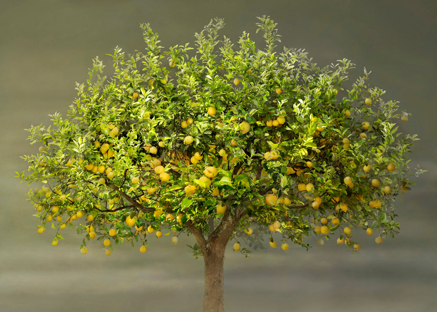 Irene Küng Foto Irene Kung Photo Lemon Tree