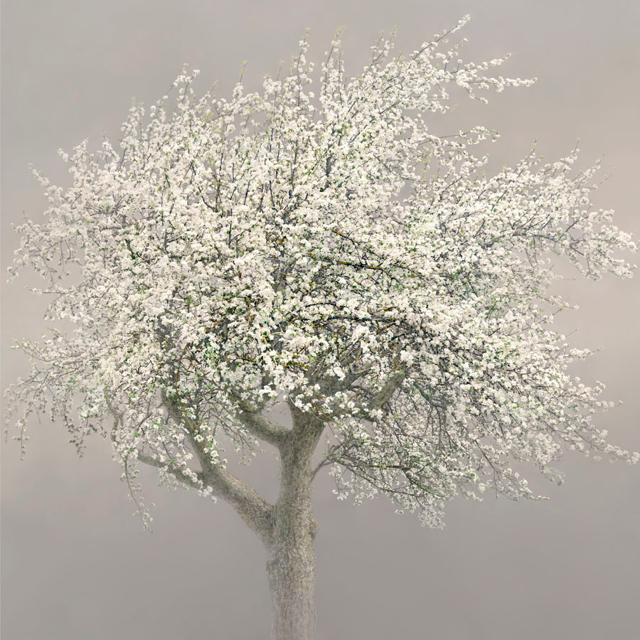 Irene Küng Foto Irene Kung Photo Apple tree
